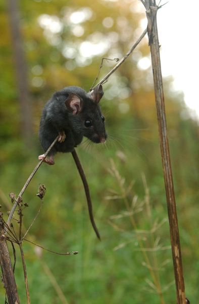 black_maniculatus6448