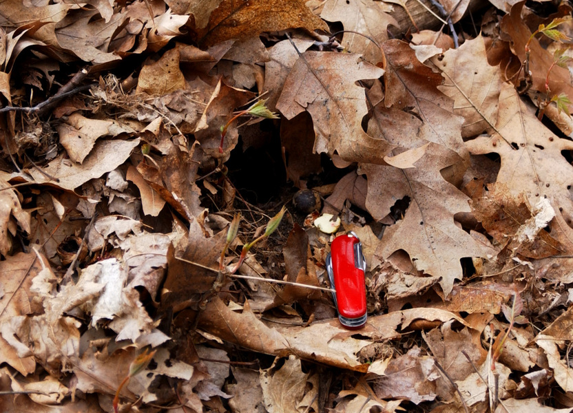 chipmunk_burrow2784
