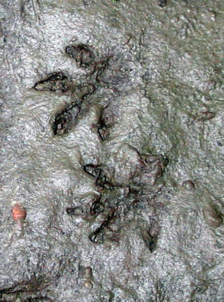 chipmunktracks_crop