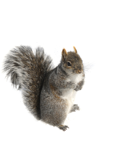 gray_squirrel2704