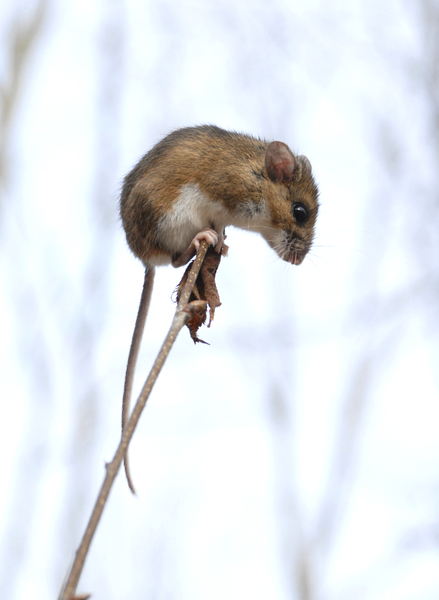 leucopus0035