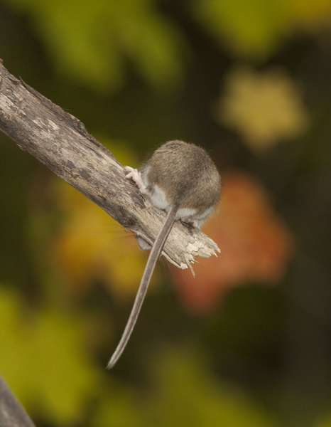 maniculatus_tail9579