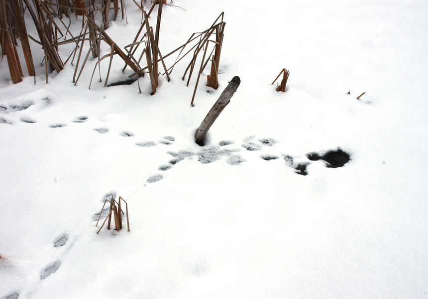 muskrattracks6359