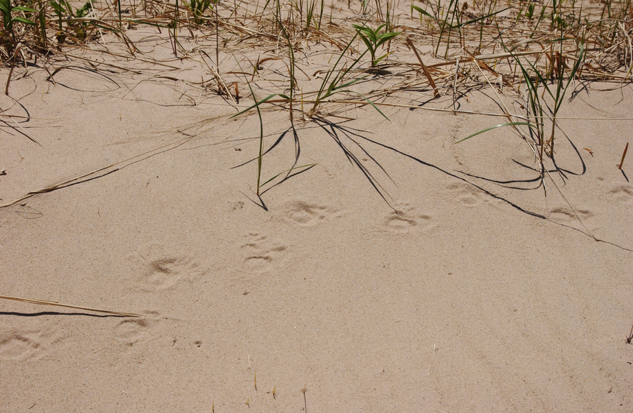 porcupine_tracks7434
