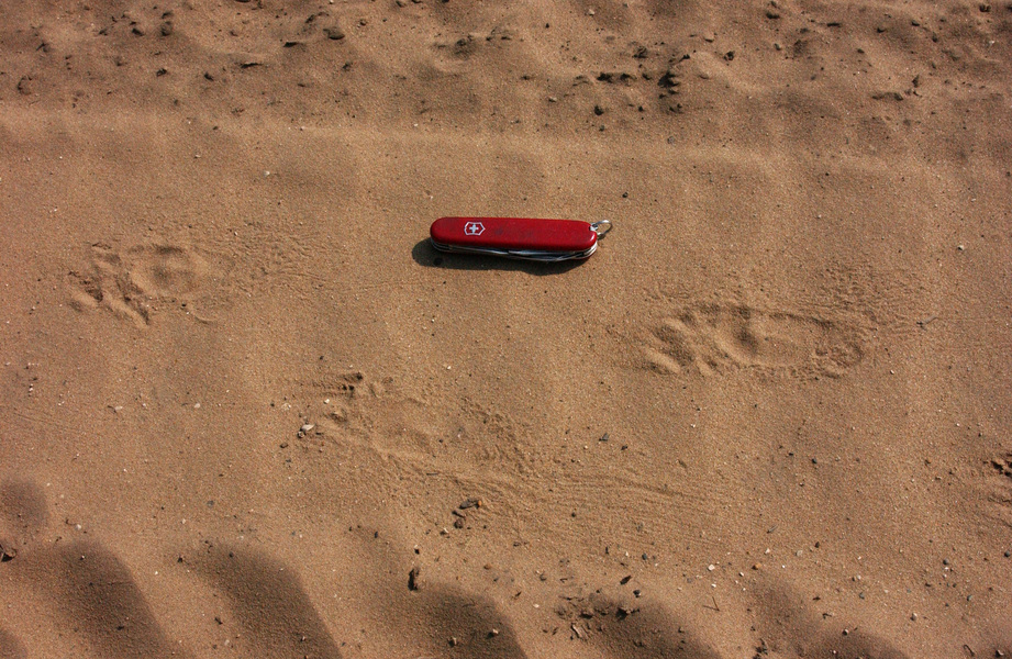 porcupinetracks7764