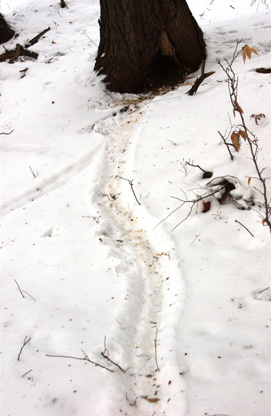 porkietrail6380