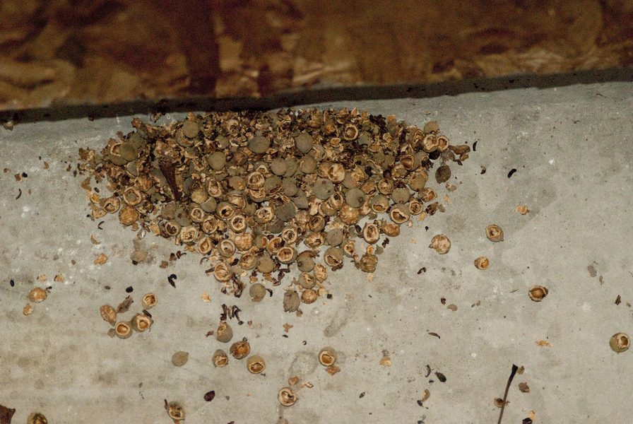 seedcache5107