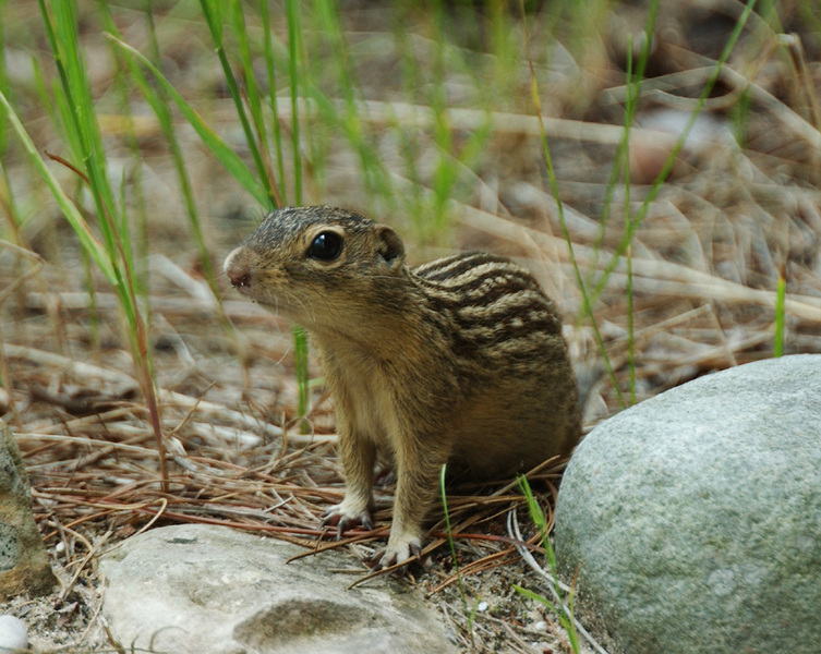 spermophilus