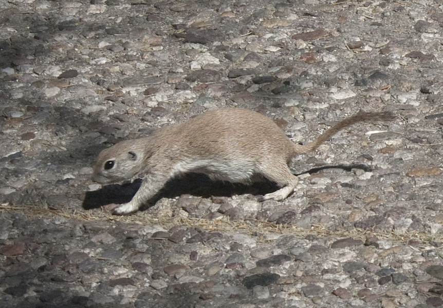 spermophilus1588