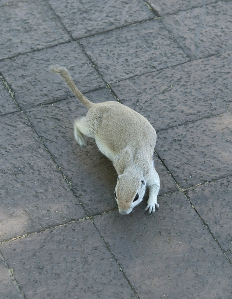 spermophilus1589