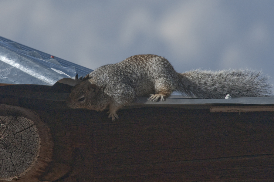 spermophilus4953