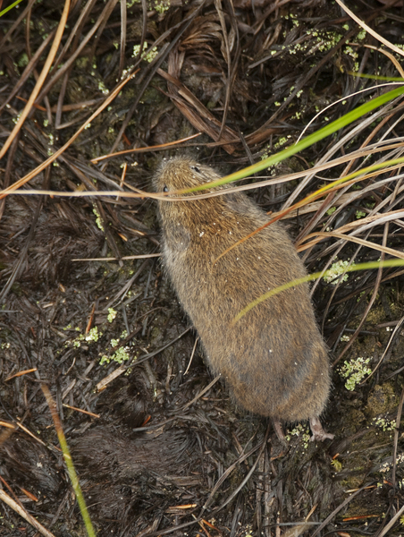 synaptomys3573