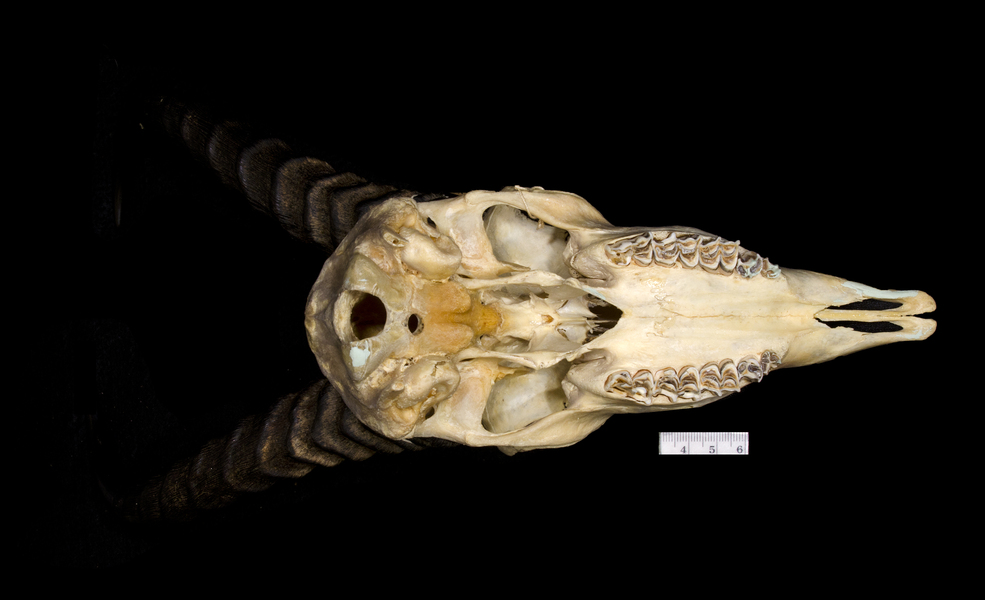 ventral5977