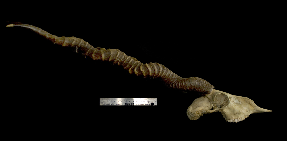 lateral124085