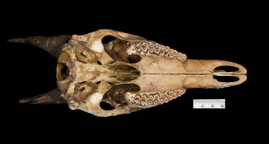 ventral5928