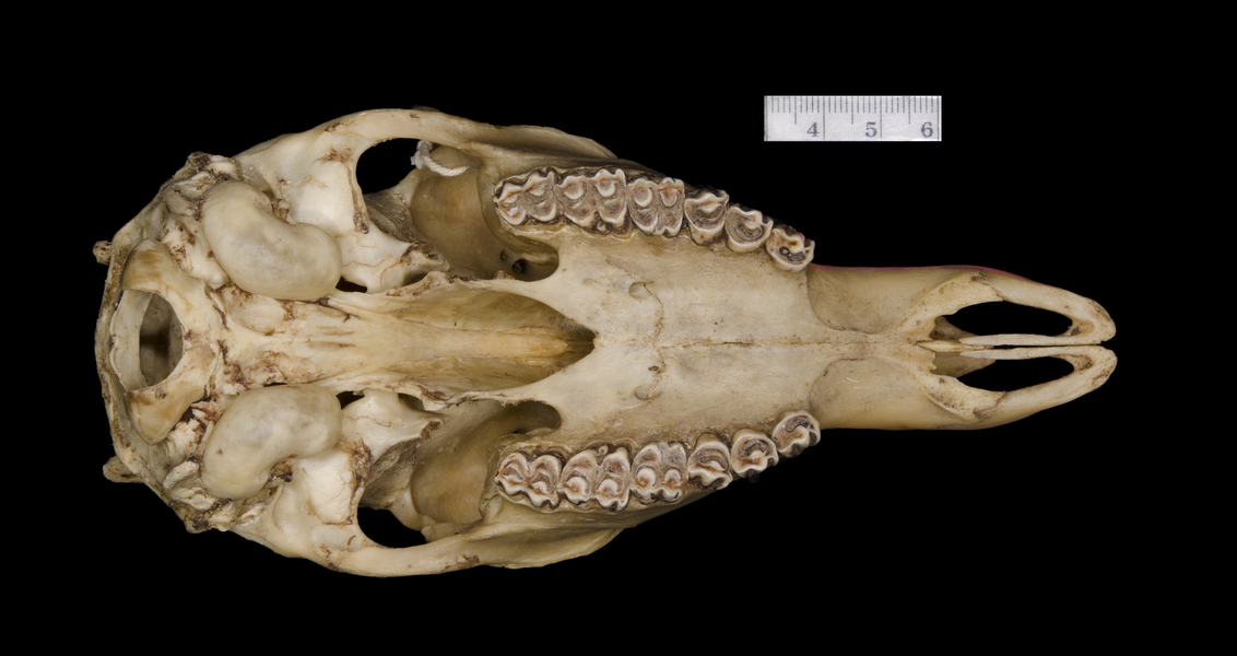 ventral5904