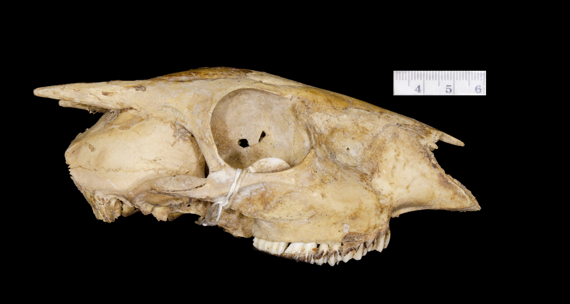 lateral5935