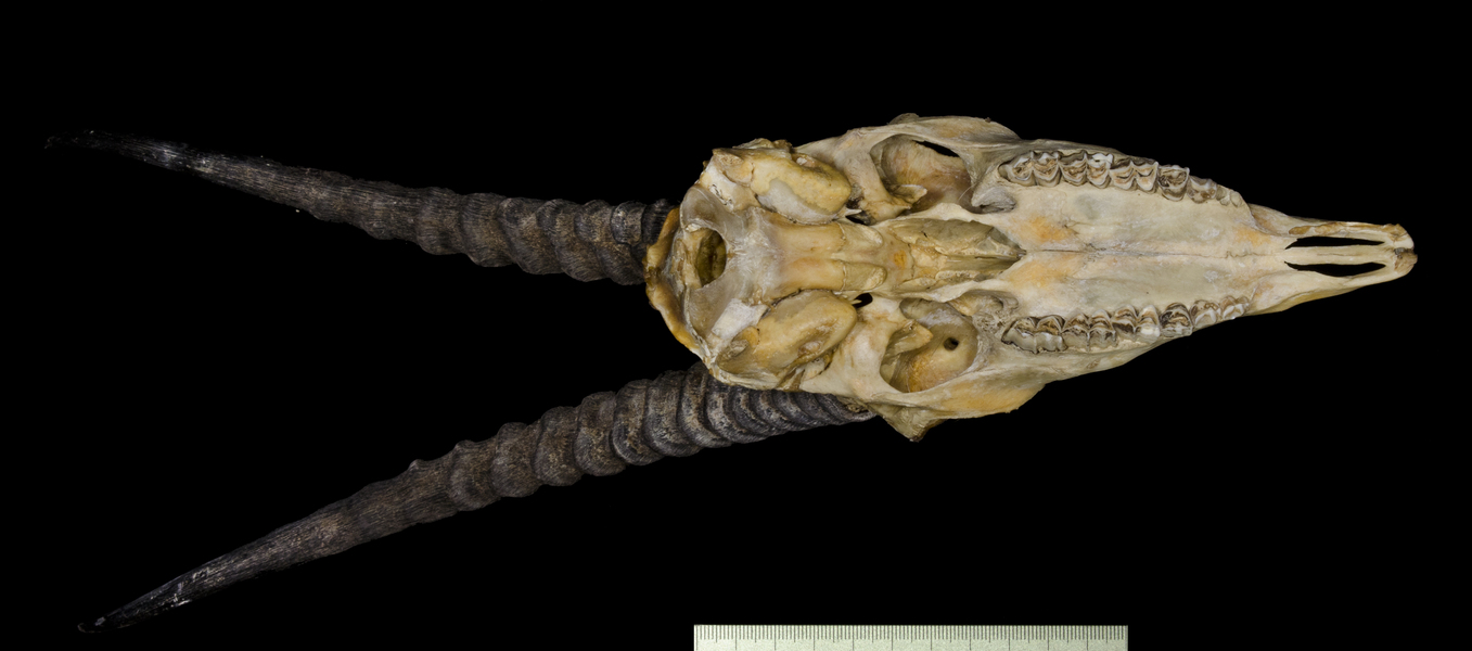 ventral6702