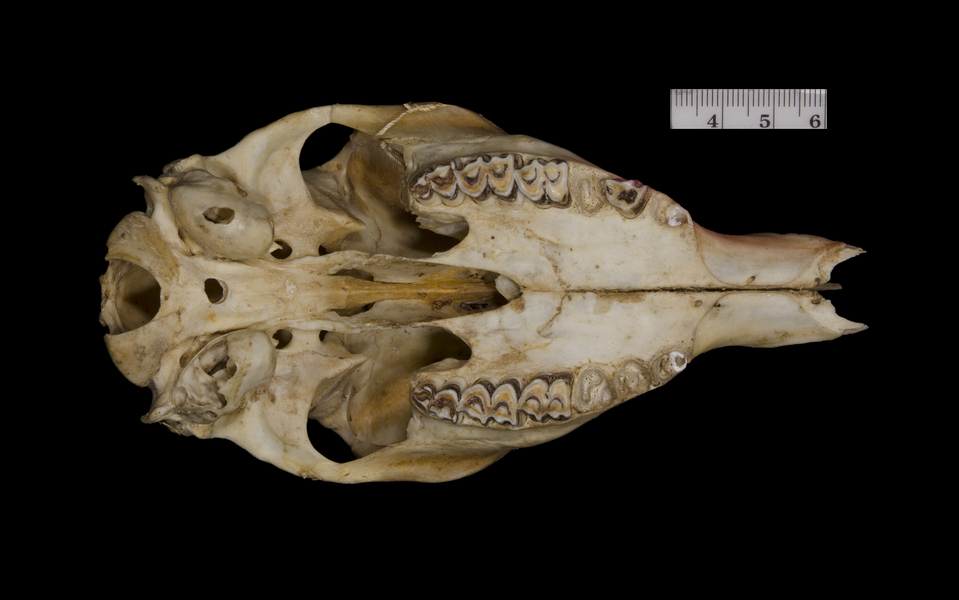 ventral5956