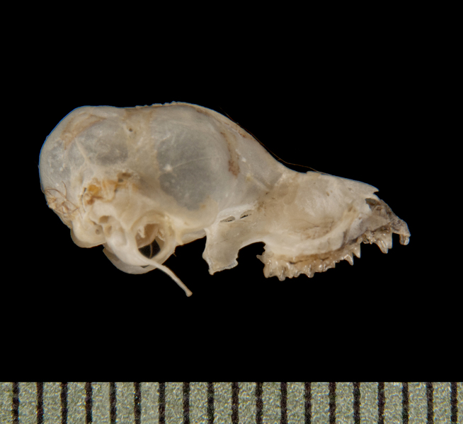 lateral6096