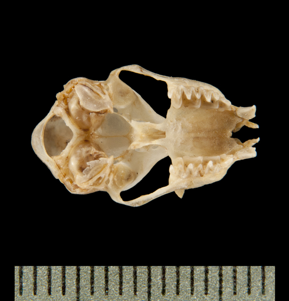 ventral6127