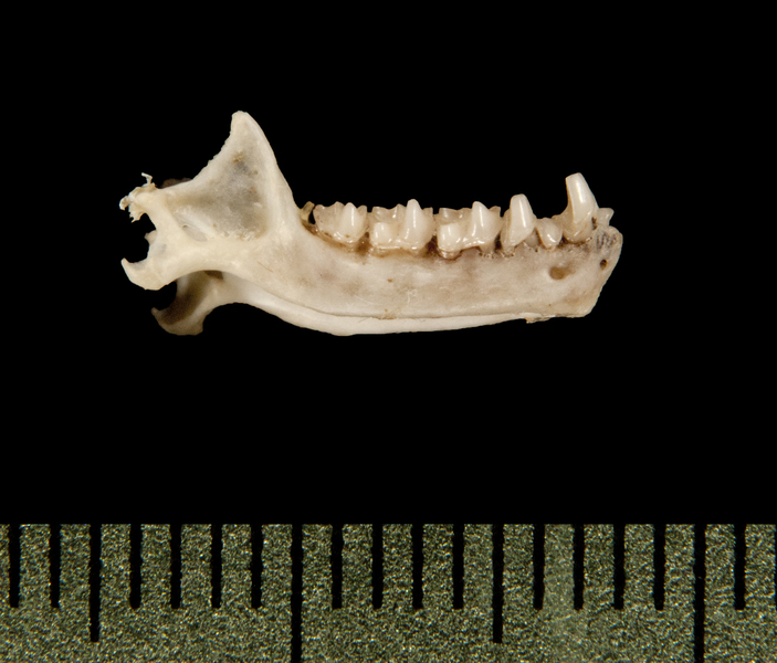 lower_lateral6155