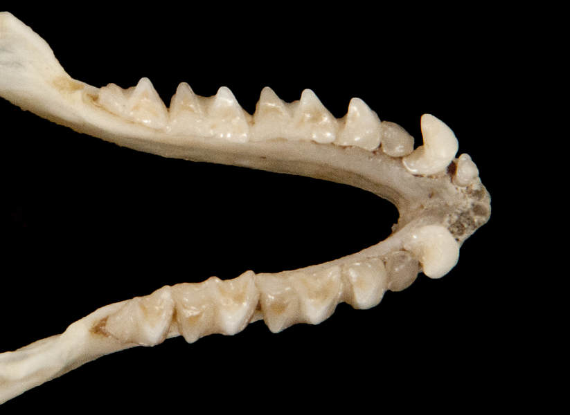 ltr6156