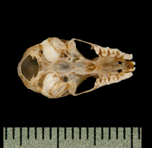 ventral6175