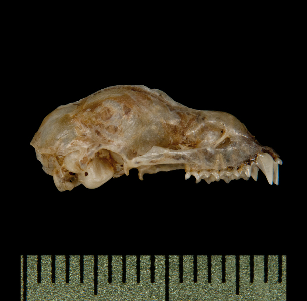 lateral6169