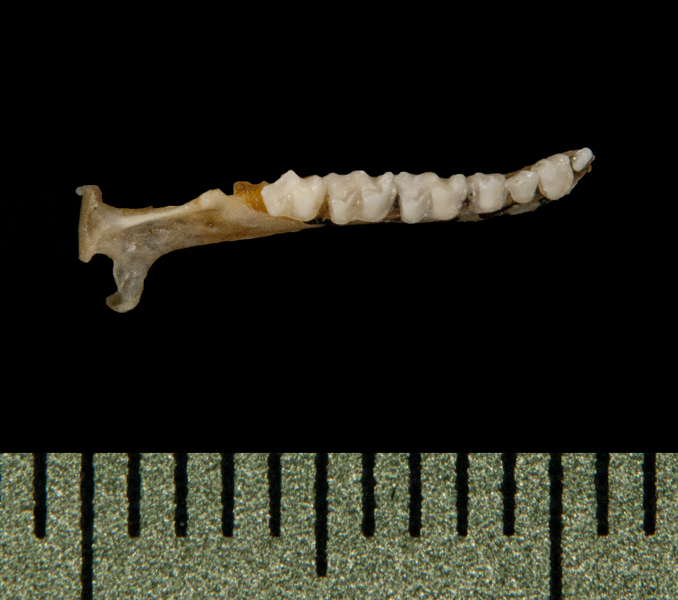 lower_dorsal6172