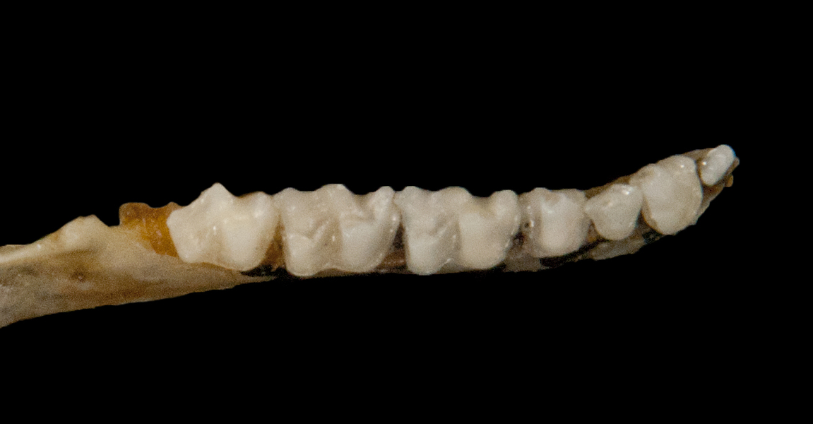 ltr6172