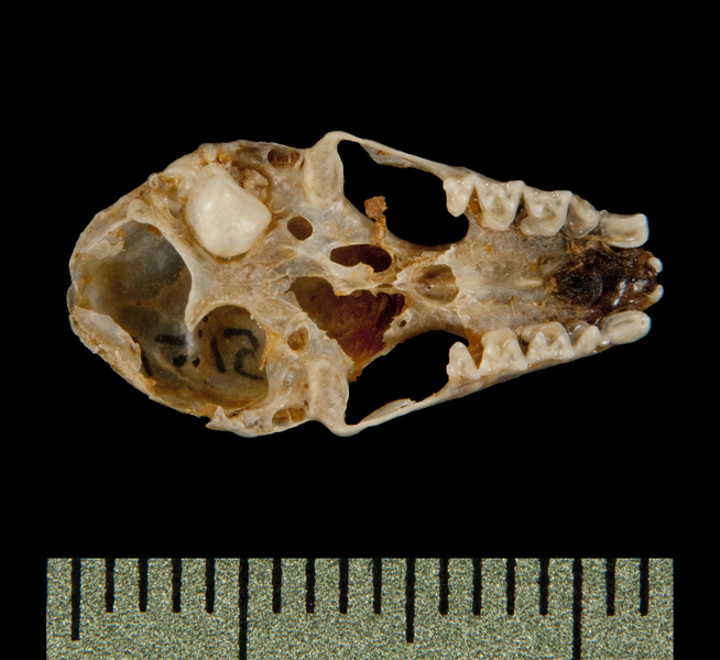 ventral6170