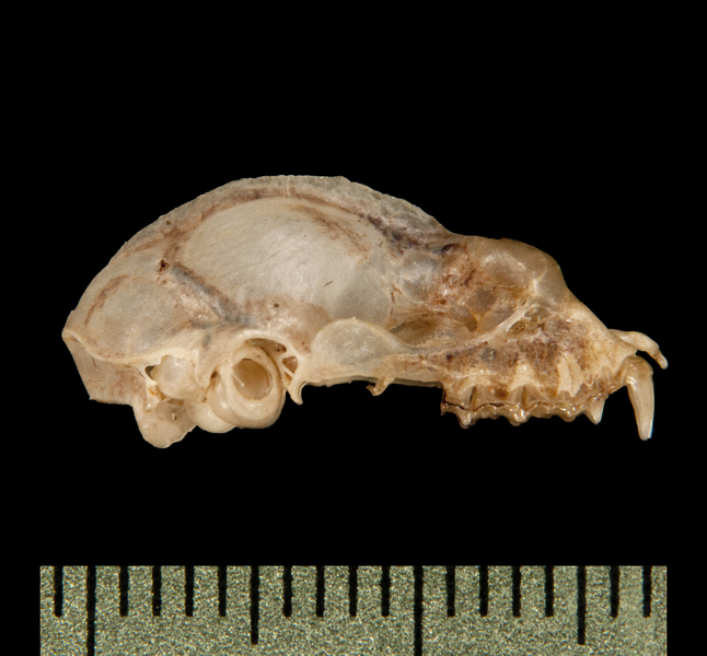 lateral6164