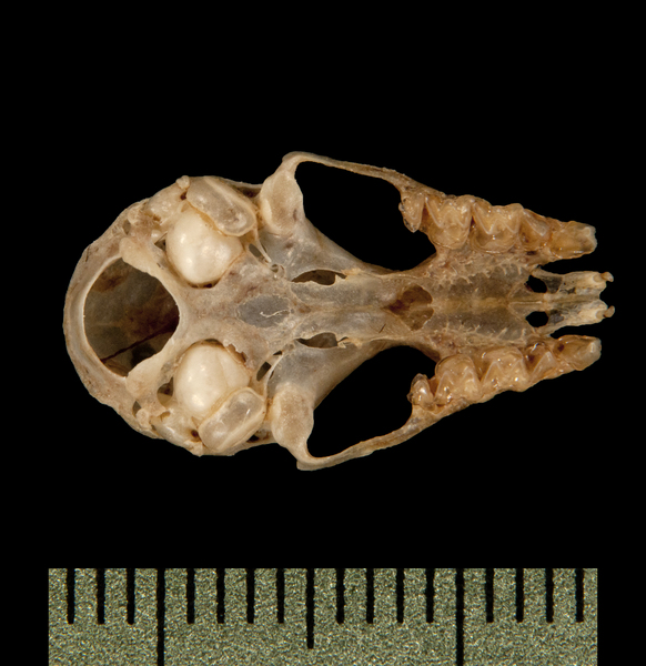 ventral6165