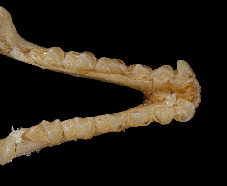 ltr6197
