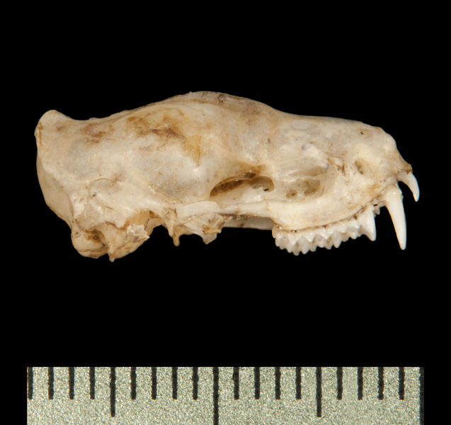 lateral6217
