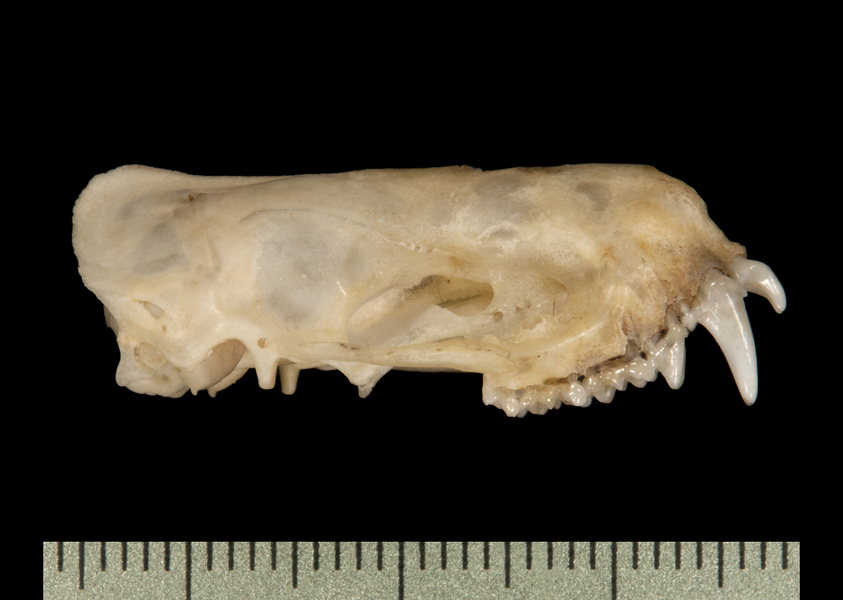 lateral6199