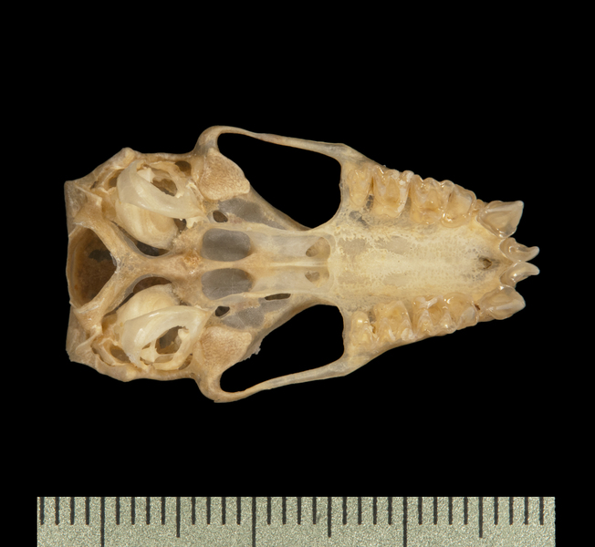 ventral6206