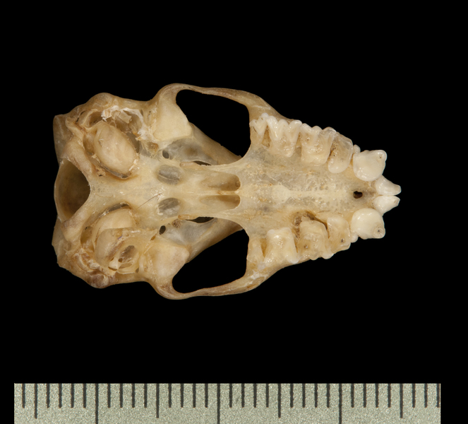 ventral6211
