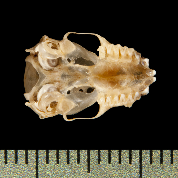 ventral6247