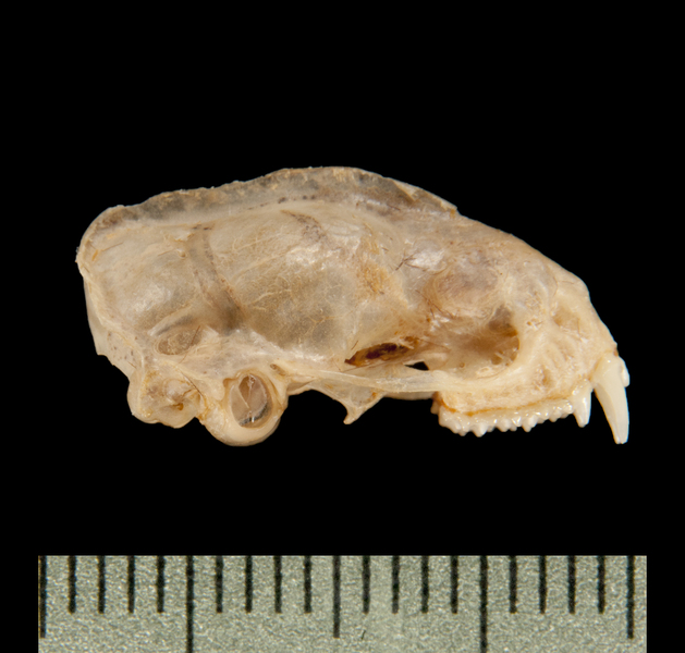 lateral6255