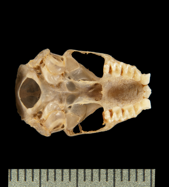 ventral6256