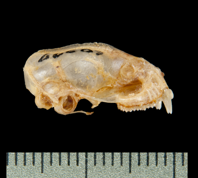 lateral6276