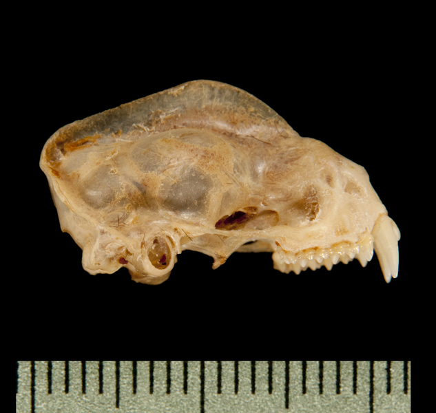 lateral6319