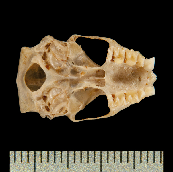 ventral6320