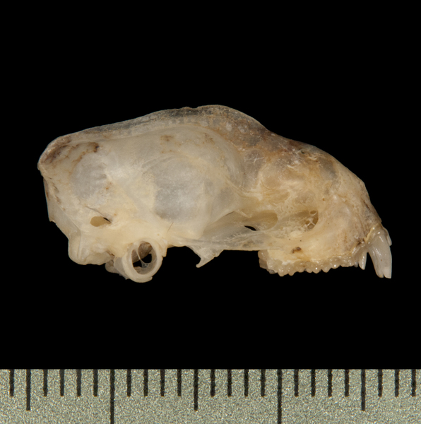 lateral6290