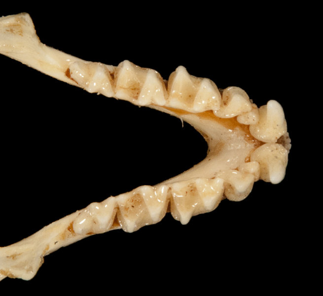 ltr6298
