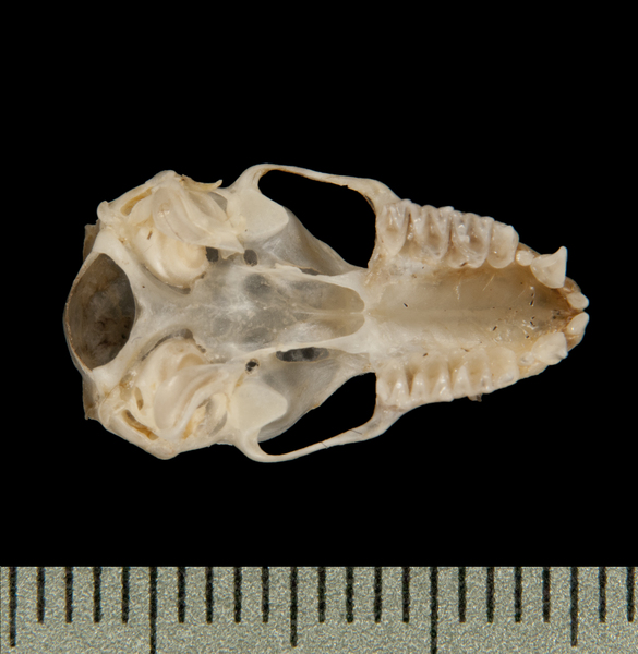 ventral6345