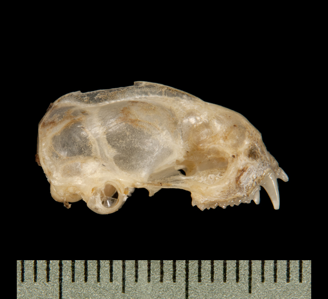 lateral6307