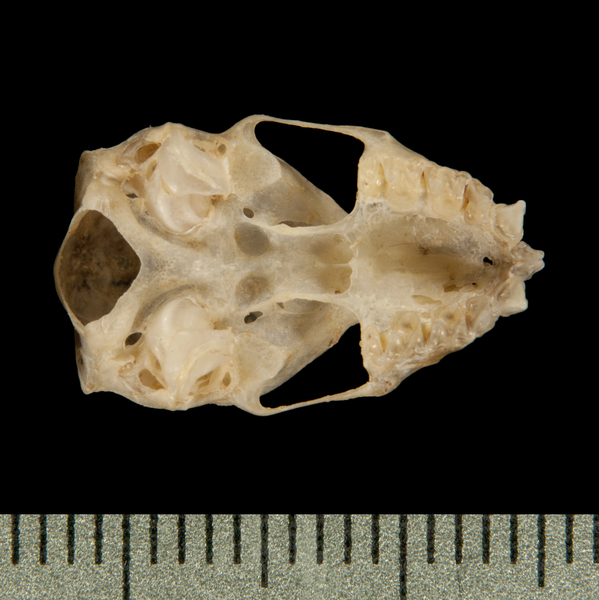 ventral6301